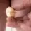 Golden Acorn - Insertable Glans Charm with Gold Pendants for Him