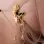 Song of the Siren - Gold Vagina G-String with Mermaid Charm