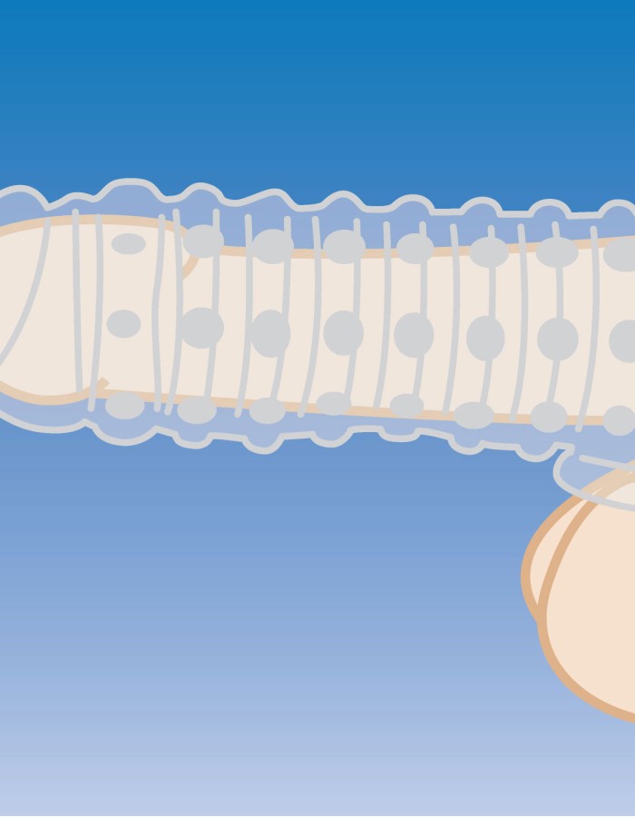1.5 Inch Penis Enhancer Sleeve - Clear